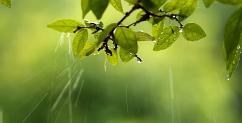 Rain Falling on Vibrant Green Leaves in Nature