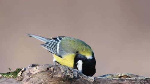 Great tit (Parus major) eats seeds and nuts on the winter bird feeder