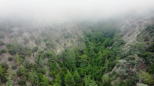 Misty Fog Blowing Over Pine Tree Forest Rainy Weather in Mountains