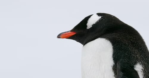 Gentoo Penguin Standing Still in Antarctica Close-Up