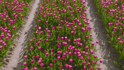 Aerial View of Rows of Vibrant Purple Tulips