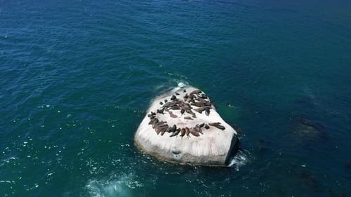 Seals on a Rock Aerial View South Africa