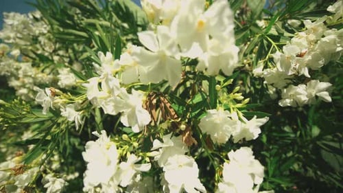 White flowers with a gimball