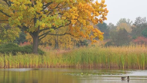 Herbst 4K