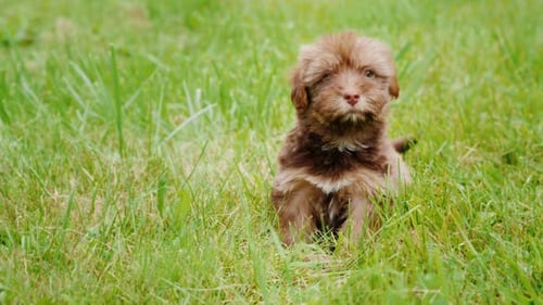 A Small Puppy of Havanese Breed Is Sitting in the Grass, Looking Towards the Camera