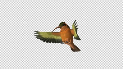 Kolibri - Rufous Hermit - Futterschlaufe - Seitenwinkel - Alphakanal