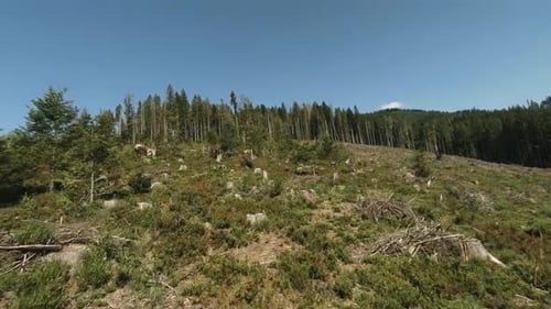 FPV Drone Aerial Shot: Whirling Flying Above Trees Stumps in Deforestated Area.