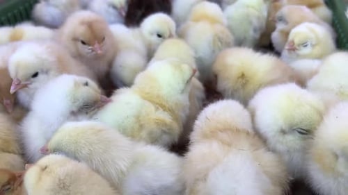 Little Chickens Baby Chicken in Poultry Farm