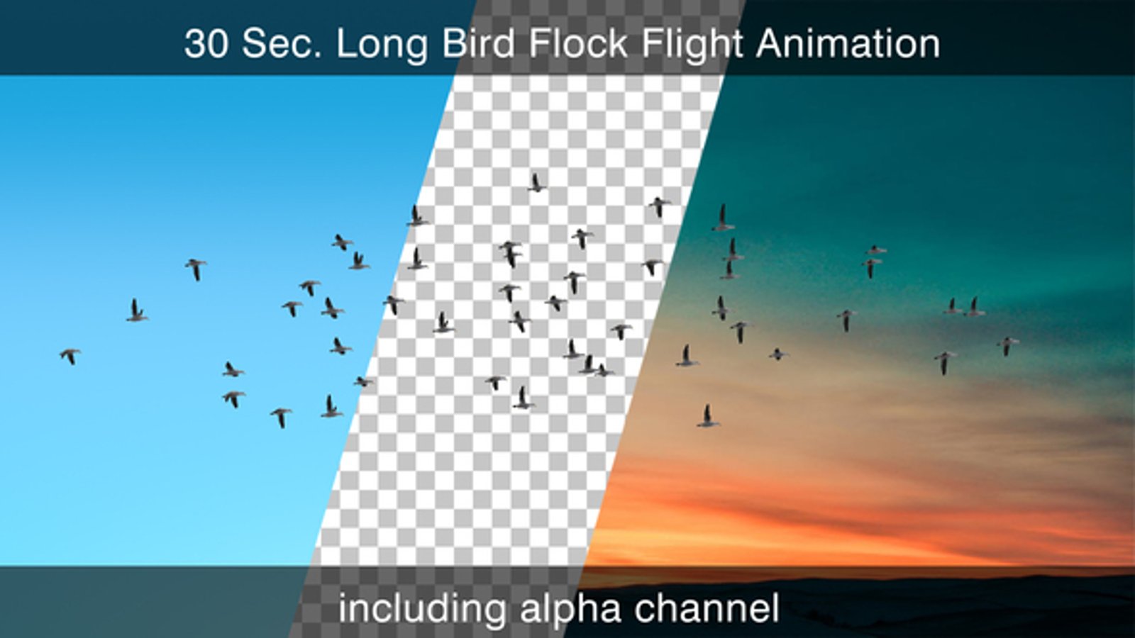 Animated Flock of Birds in Flight with Alpha Channel, Backgrounds ...