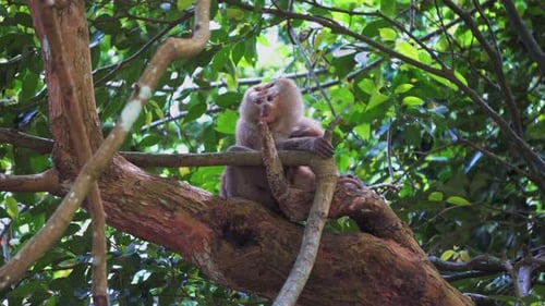 Monkey Sits on A Tree Branch in The Jungle