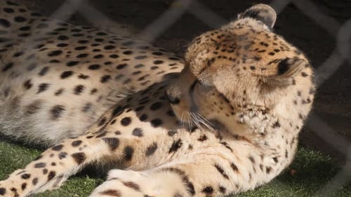 Gepard