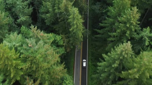 Aerial Top Down View of White Car Driving on Country Road in Conifer Forest