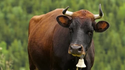 Cows, Funny Cow Chews. The Animal Is Looking at the Camera, Closeup.