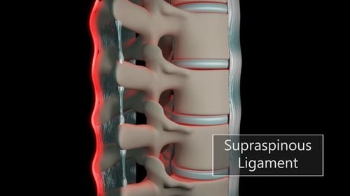 3D Animation of Lumbar Spine Ligaments for Medical Education
