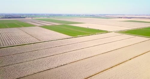 Local Fields with Green and Dry Plants Against Blue Sky