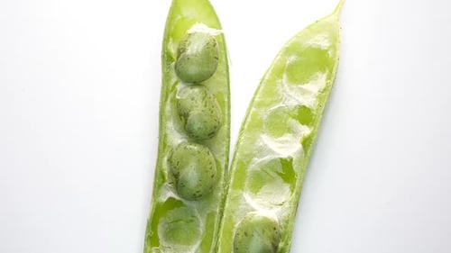 Seeds Testing