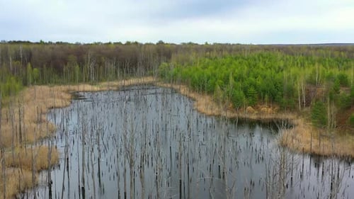 Flying above the lake with dead trees in abandoned quarry.