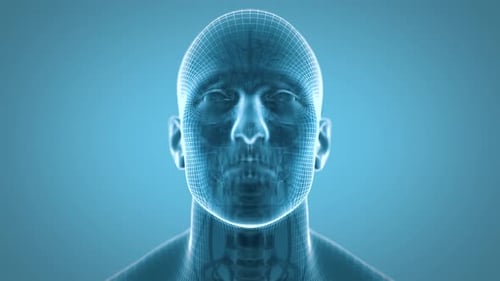3D Wireframe Human Head Brain and Skeleton Scan Animation