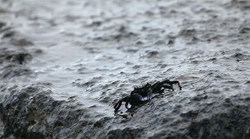 Crab
