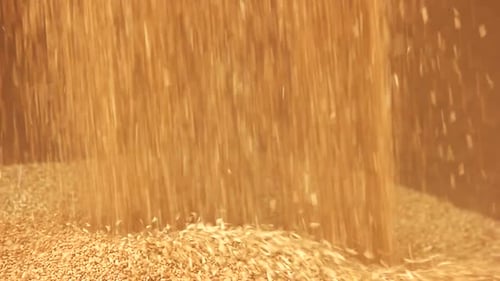 Pouring Corn Grain After Harvest, Close Up.