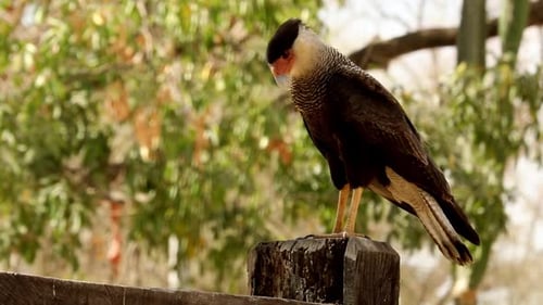 Eine Caracara mit Haube, die auf einem Zaunpfosten thront und nach Nahrung sucht
