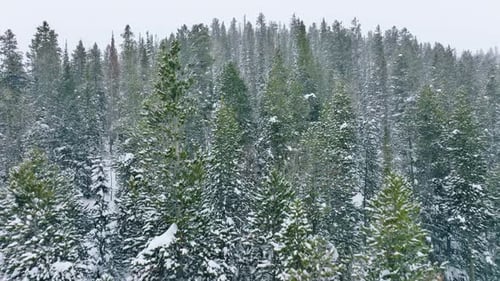 Snowy Forest Aerial View in Winter