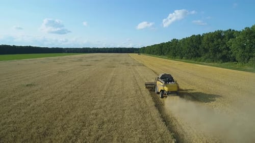 Aerial Drone Footage. Following Combine Harvester Gathers the Wheat. Harvesting Grain Field