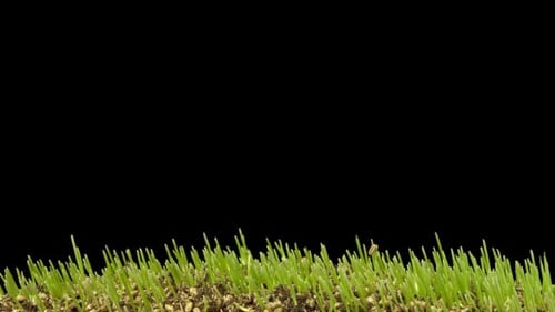 Laps de temps de croissance de l'agropyre