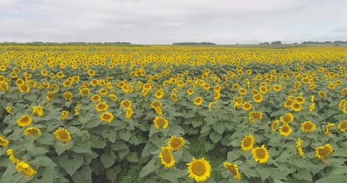 Aerial view of a sunflower field
