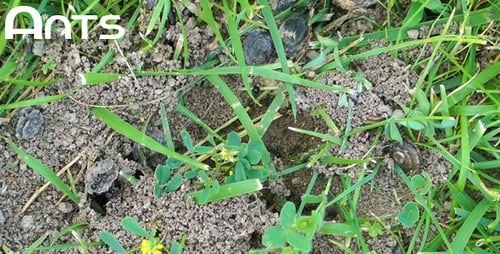 Ants