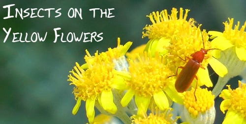 Insect on the Yellow Flowers
