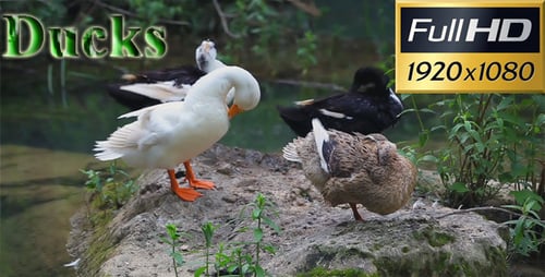 Ducks