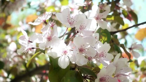 Apple Tree Blossom