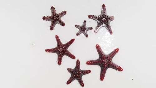 Viele rote Seesterne liegen an einem weißen Strand und werden von klarem Wasser des Ozeans gewaschen. Ansicht von oben