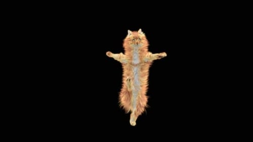 Katze tanzt HD