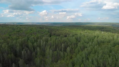 Frischer, herrlicher grüner Wald im Sommer