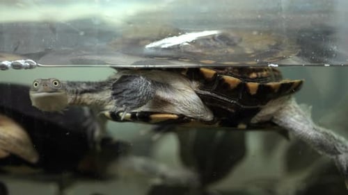 Neugierige Schildkröten paddeln in einem Wassertank, NAHAUFNAHME