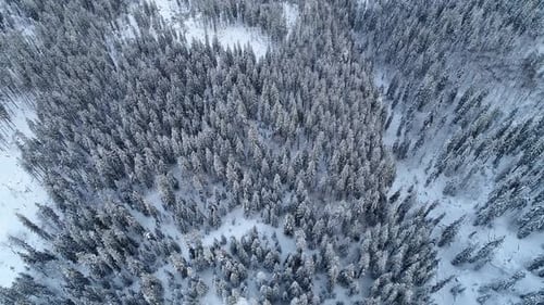 Aerial view of beautiful tall snowy fir trees