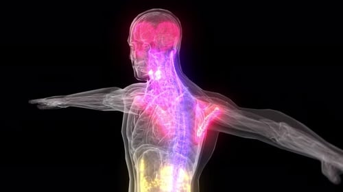 Anatomia masculina abstrata V2 4k