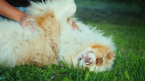 Dog Owner Plays with the Australian Shepherd on a Green Lawn