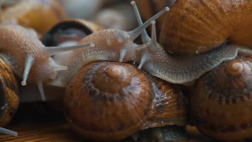 Lot of Snails Close Up
