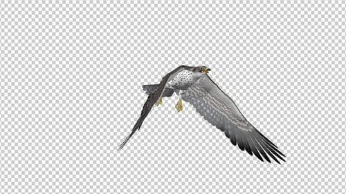 Prairie Falcon - 4K Flying Transition - IV