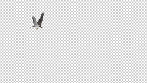 Prairie Falcon - 4K Flying Transition - III