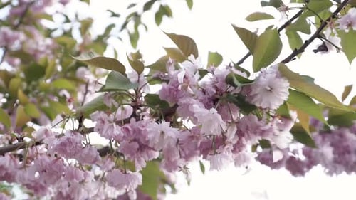 Sakura Cherry Blossoms Nahaufnahme