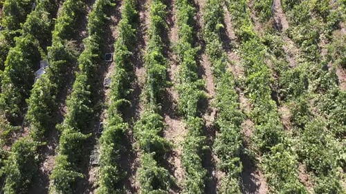 Fermes de campagne et raisins de vignoble, vue aérienne de raisins mûrs le matin