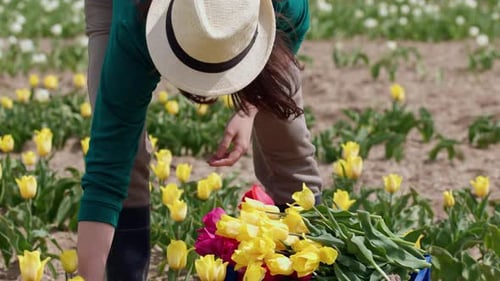 Female Farmer Cultivating Harvesting Fresh Tulip Flowers in Farmed Field