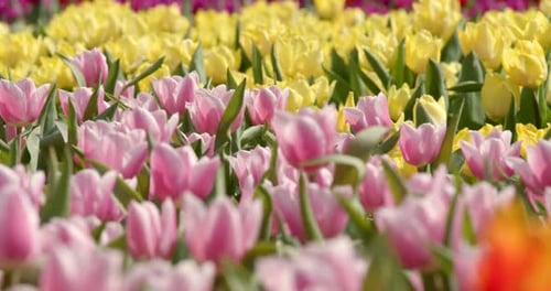 Vibrant Colorful Tulips Blooming in a Spring Flowerbed
