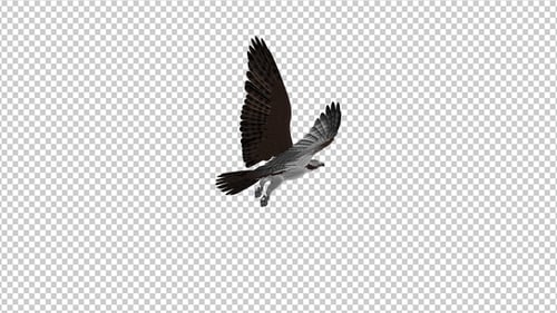 Western Osprey - Boucle volante 4K - Angle arrière