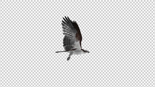 Western Osprey - Boucle volante 4K - Vue latérale