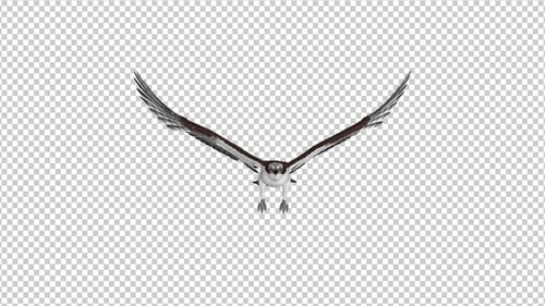 Western Osprey - Flying Loop en 4K - Vista frontal